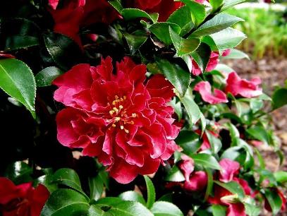 October Magic® Ruby™ Camellia, Camellia sasanqua 'Green 02-003'